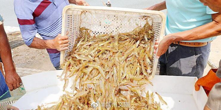 老葡京平台/山东滨州北海“盐田虾”进入捕捞季，捕捞将一直持续到十月底